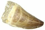 Fossil Mosasaur (Thalassotitan) Tooth - Morocco #374521-1